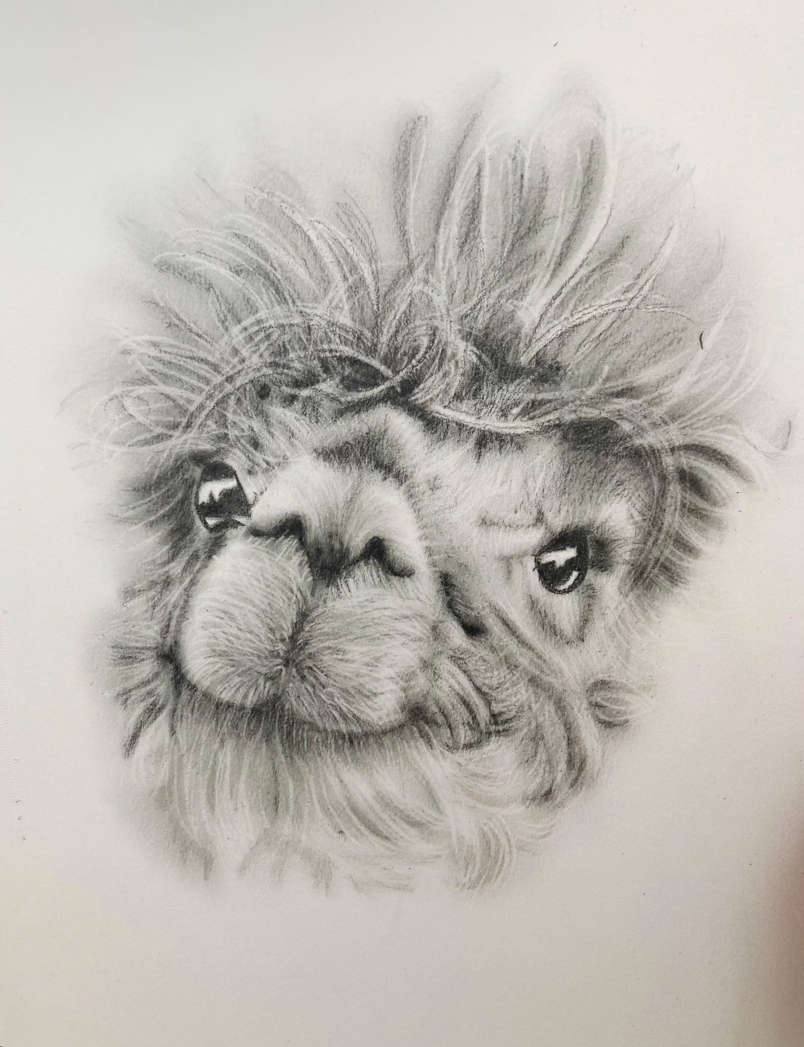 Pencil drawing of a lion's face with detailed mane and expressive eyes.