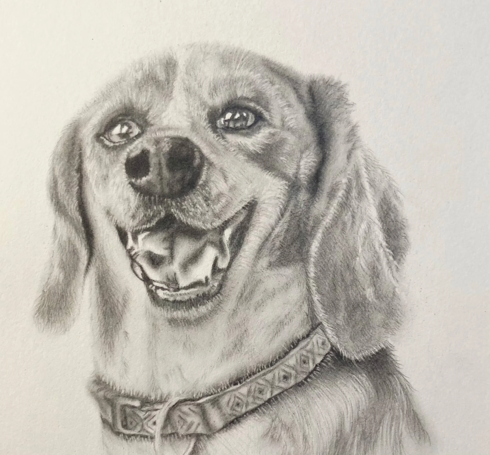 A detailed pencil drawing of a happy dog with a patterned collar, showing its face and part of its body.