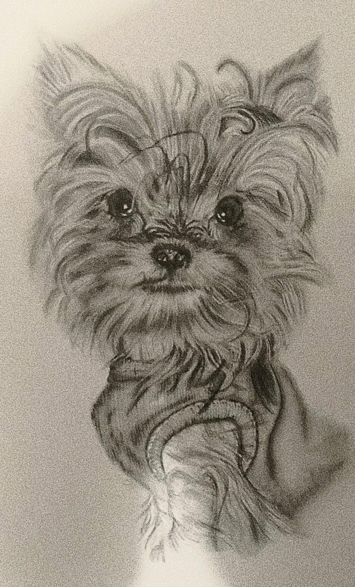 A detailed graphite sketch of a small dog with long, shaggy fur and expressive eyes.