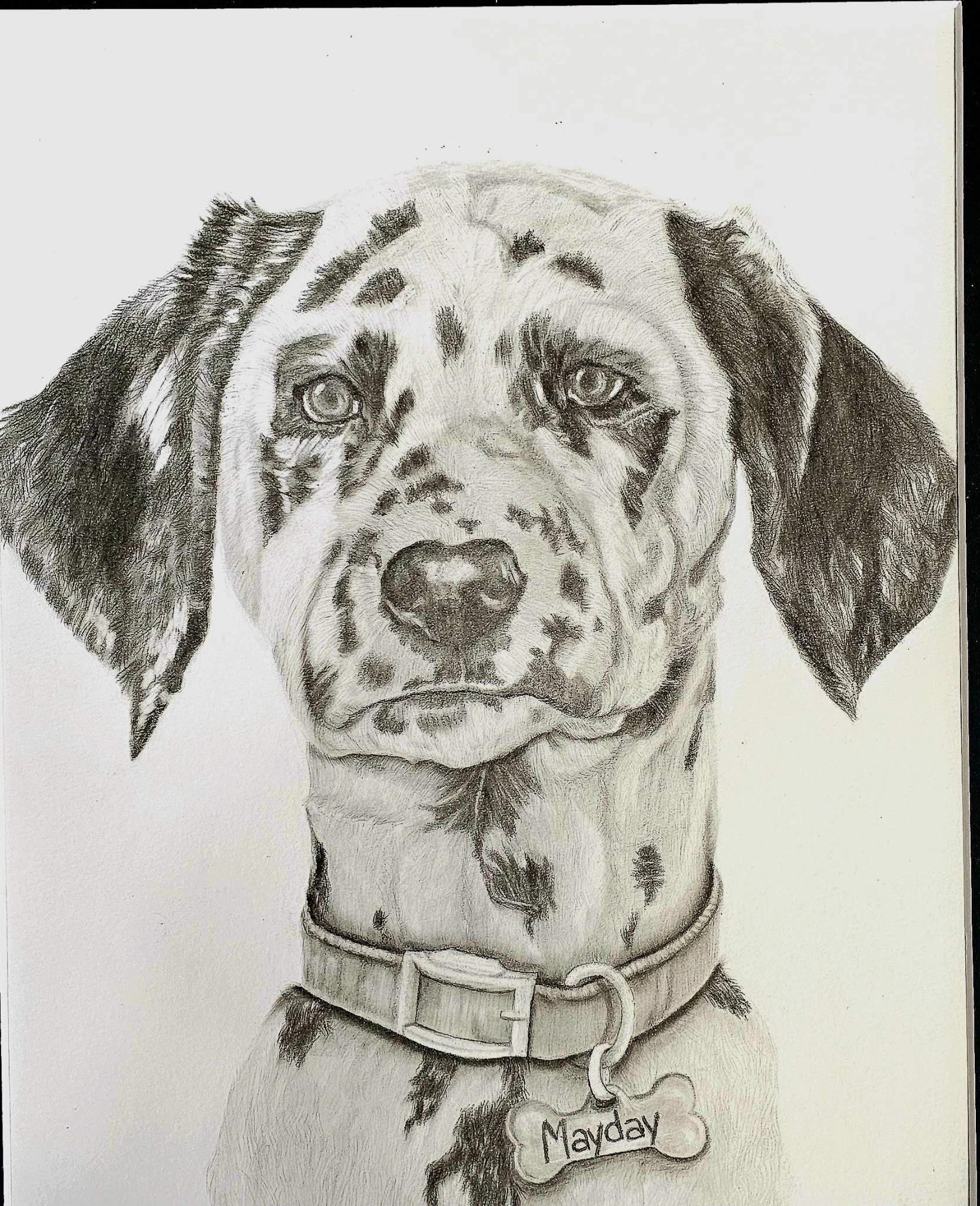 A detailed pencil drawing of a Dalmatian dog with a collar and a bone-shaped tag that reads "Mayday."