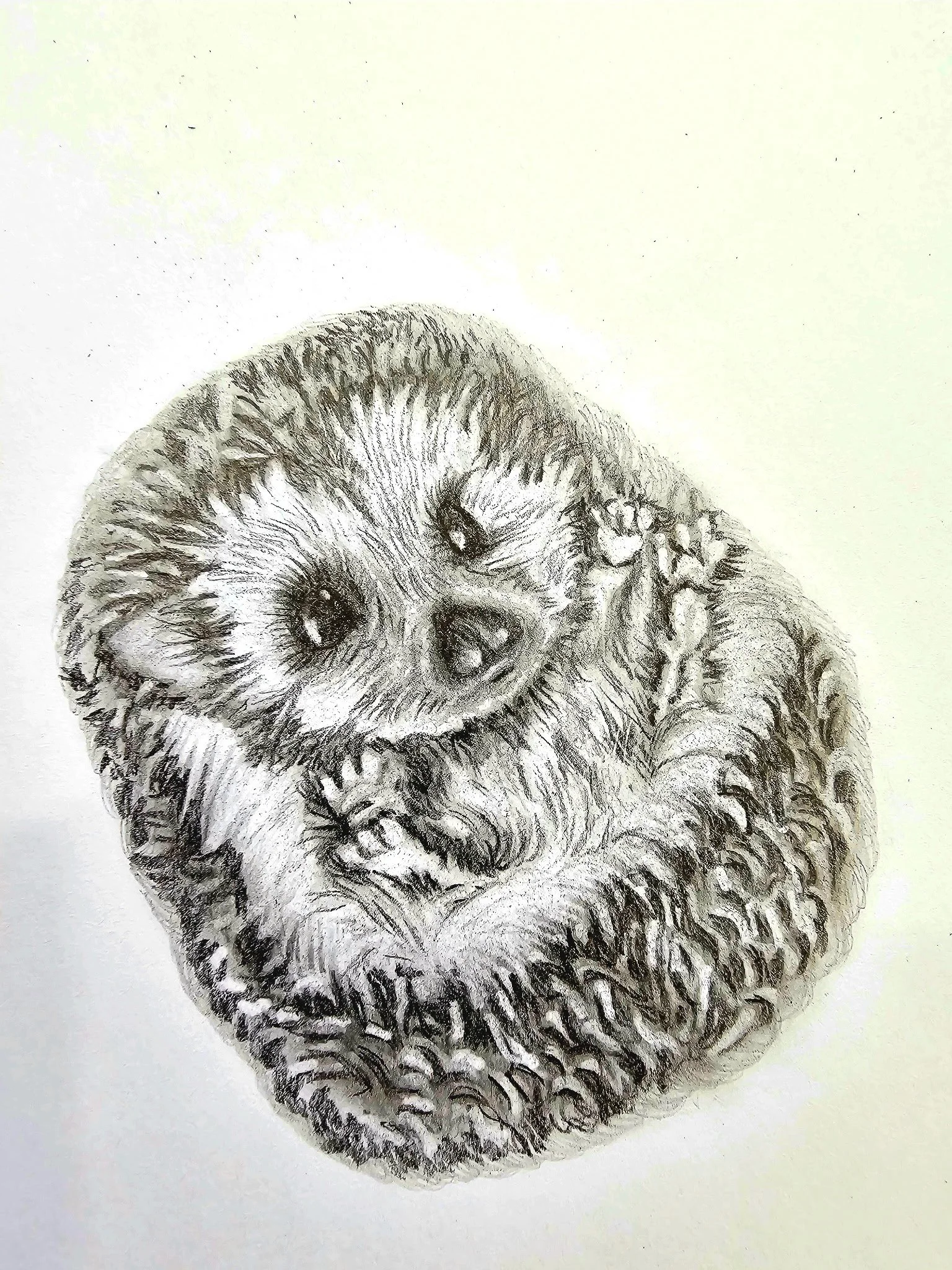 A detailed pencil drawing of a cute sloth with one eye winking and a slight smile, holding its paws close to its chest.