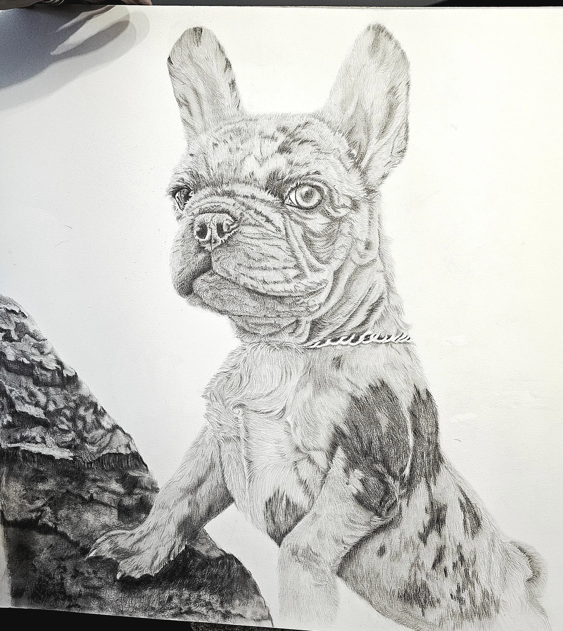 Black and white pencil sketch of a French Bulldog puppy sitting on a rock, detailed with shading and texture.