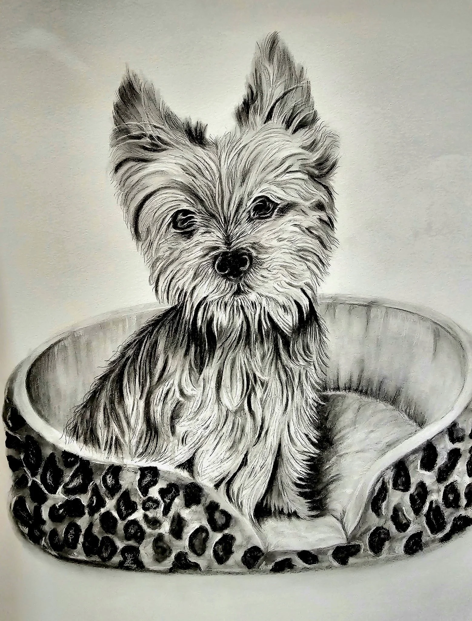 Drawing of a small dog, possibly a Yorkshire Terrier, sitting in a leopard print pet bed.