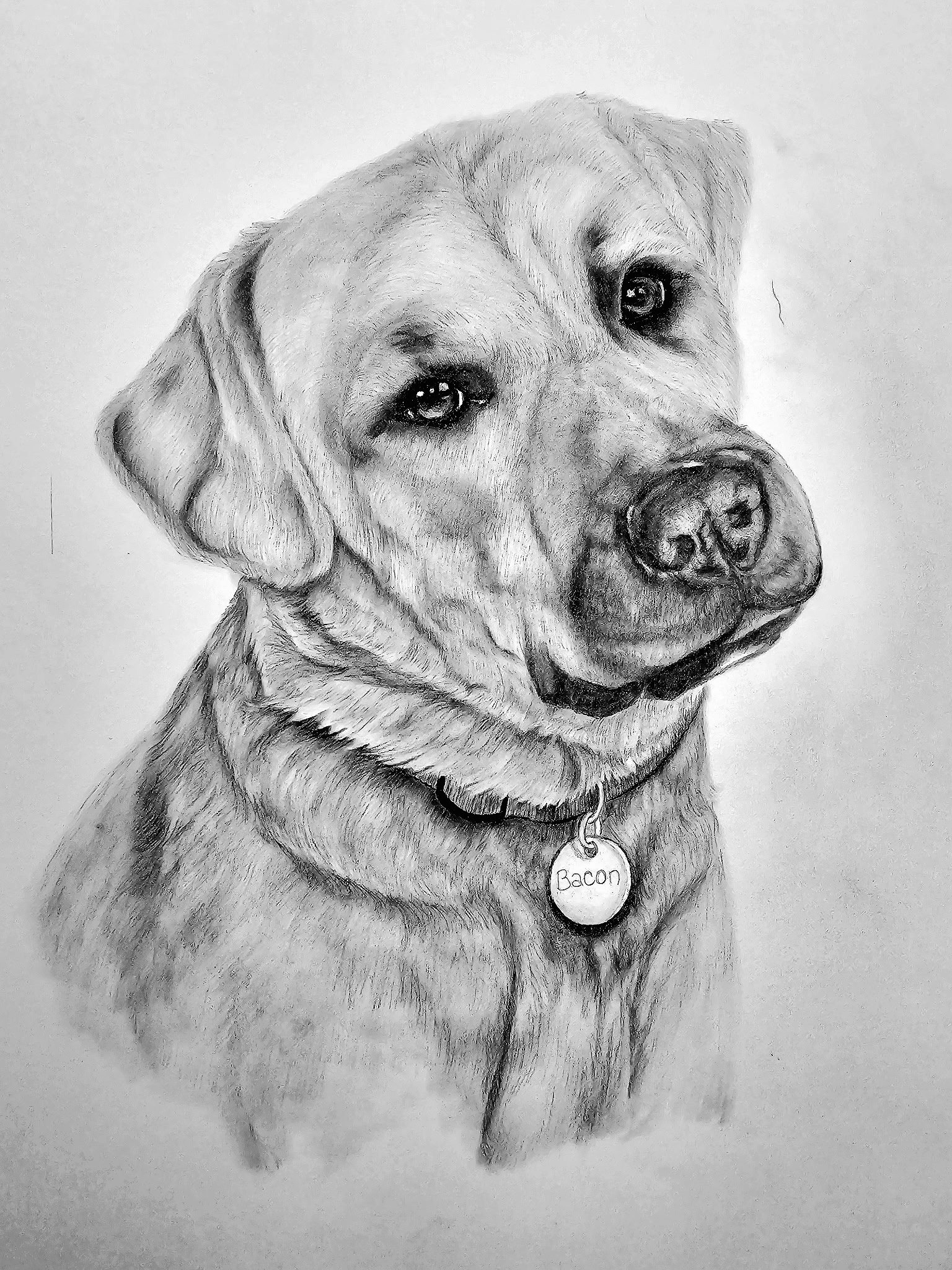 Black and white pencil drawing of a Labrador Retriever dog with a collar that has a tag reading "Bacon."