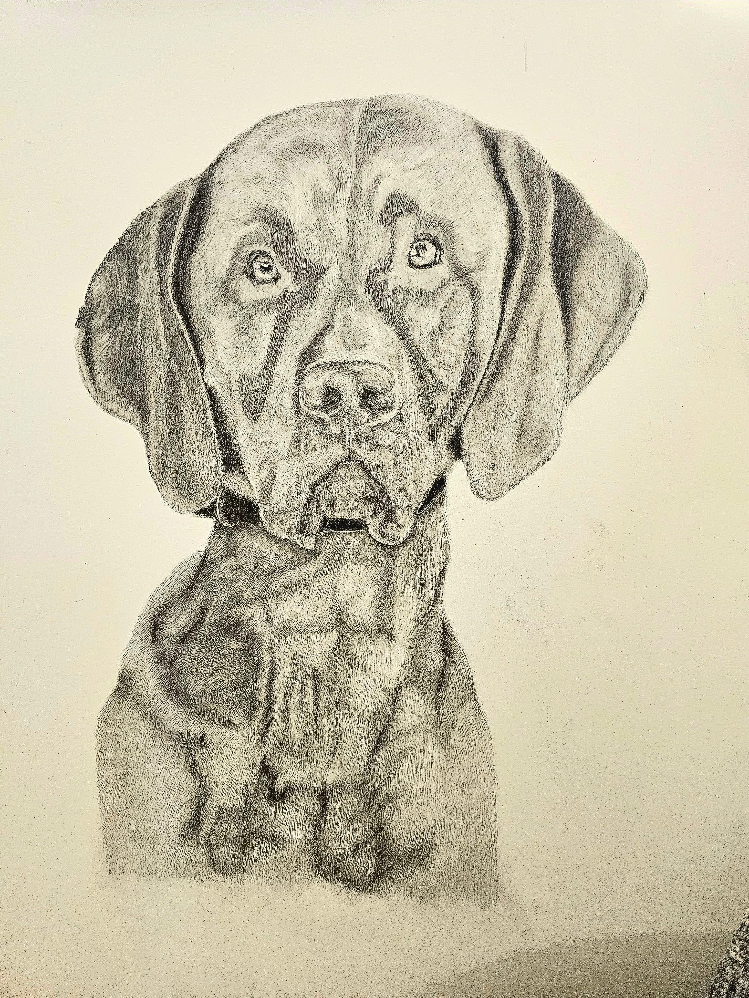 A detailed graphite pencil drawing of a Labrador Retriever dog, showing realistic facial features and shaded fur.