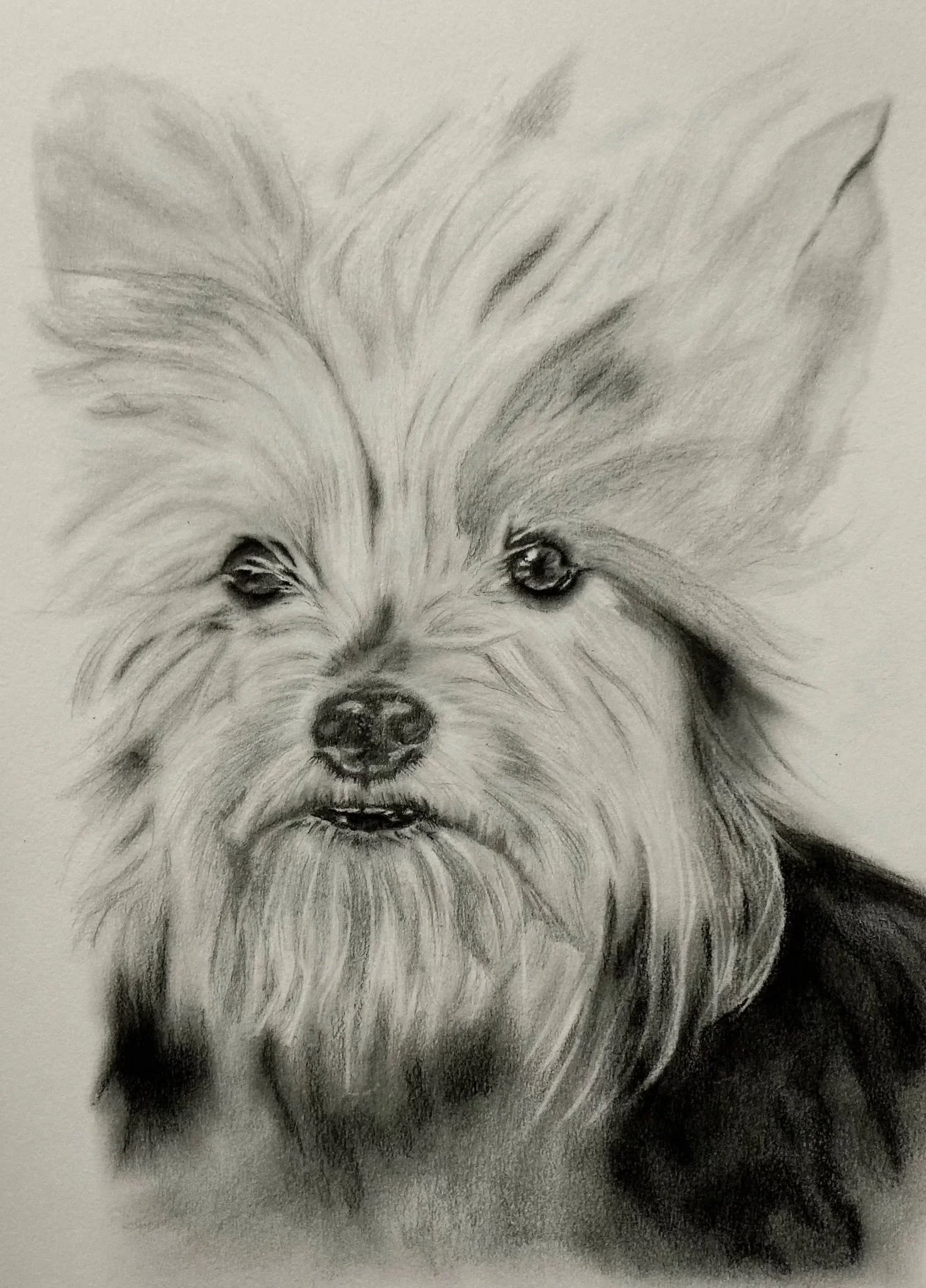 A detailed pencil sketch of a fluffy dog with long fur, dark eyes, and an open mouth.