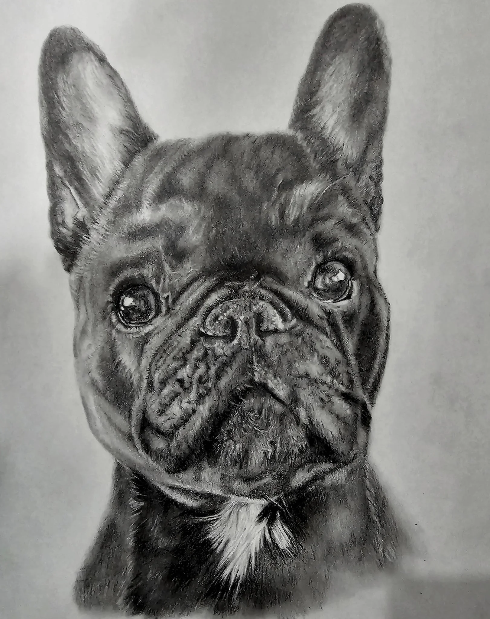 Detailed pencil drawing of a French Bulldog with distinct facial features and expressive eyes.