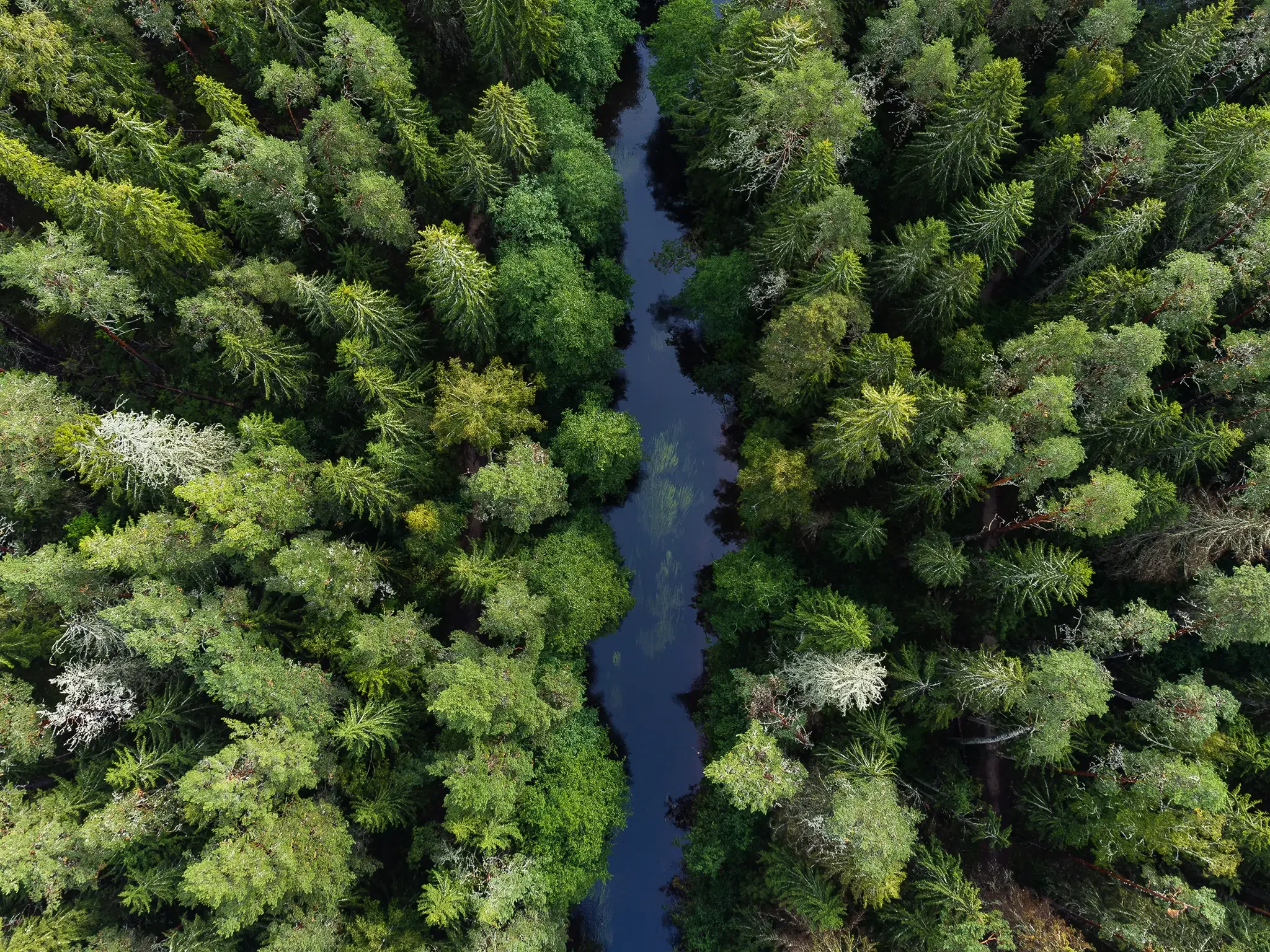 aerofoto drooniga ülevalt alla rohelisele metsamaastikule ja kitsale jõele looduses Eesti metsades Taevaskojas