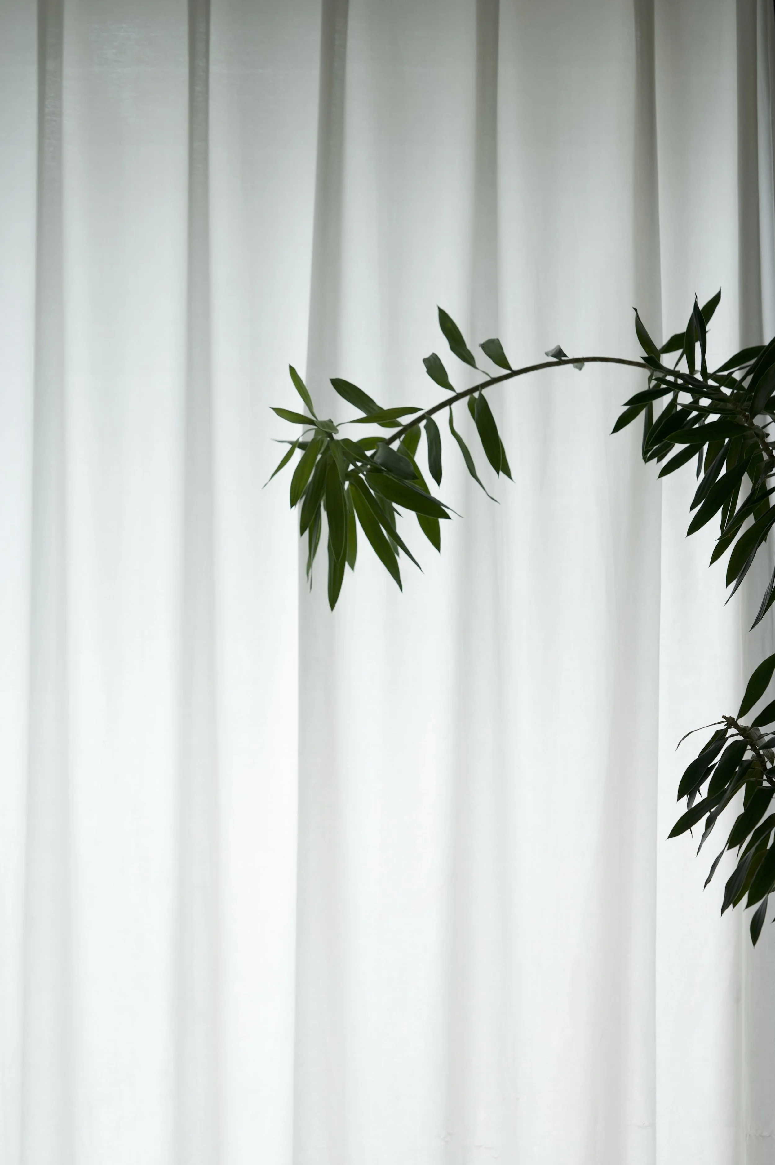 A leafy green plant with long, narrow leaves, partially in front of white curtains.
