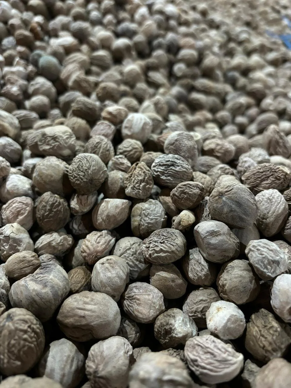 Nutmeg warehouse in Moluccas