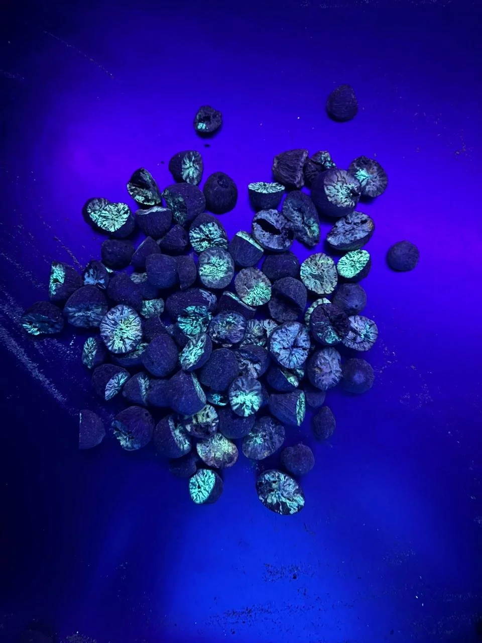 Black Light Sorting for Nutmeg Reconditioned