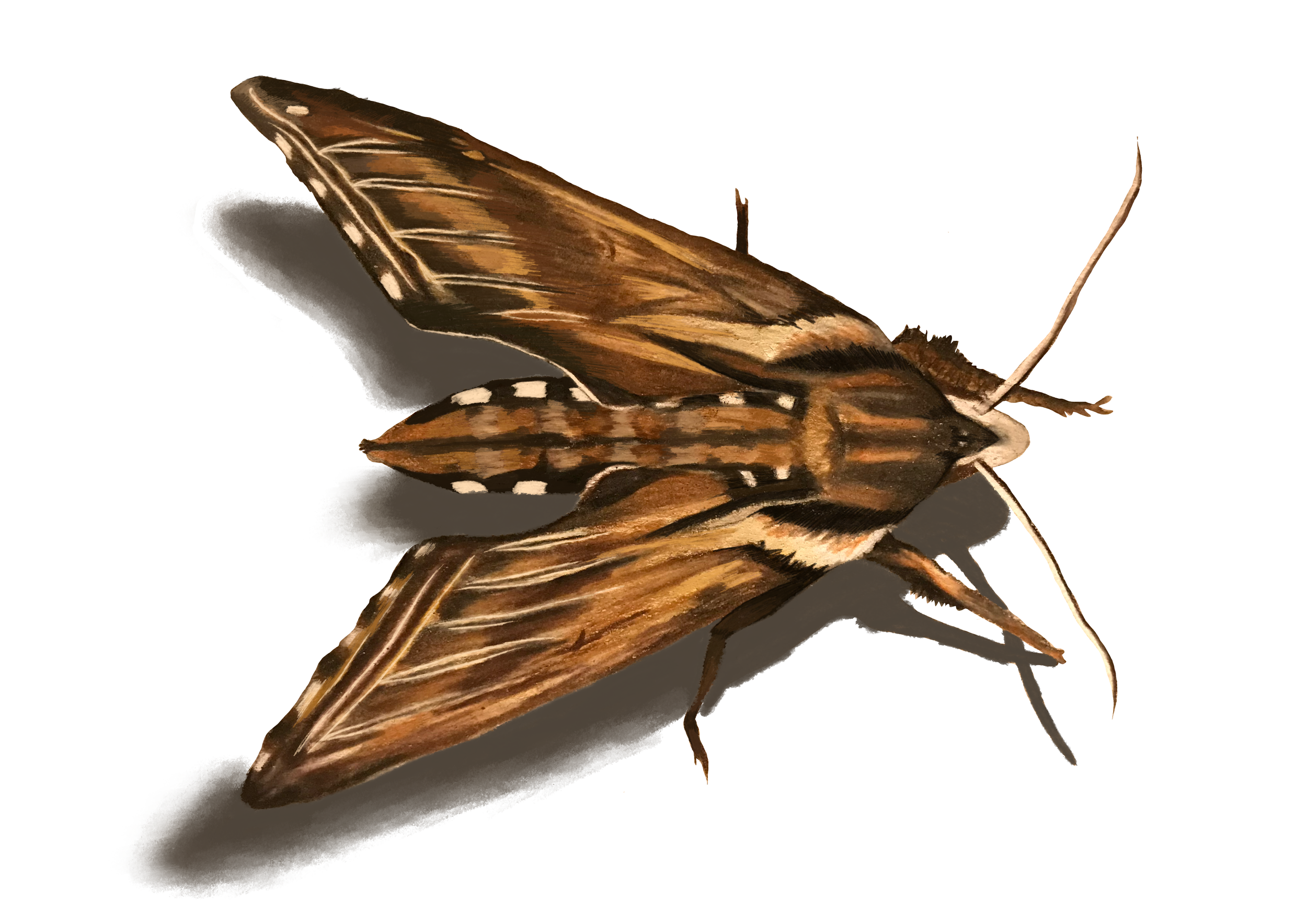 Untitled_Artwork 1.png