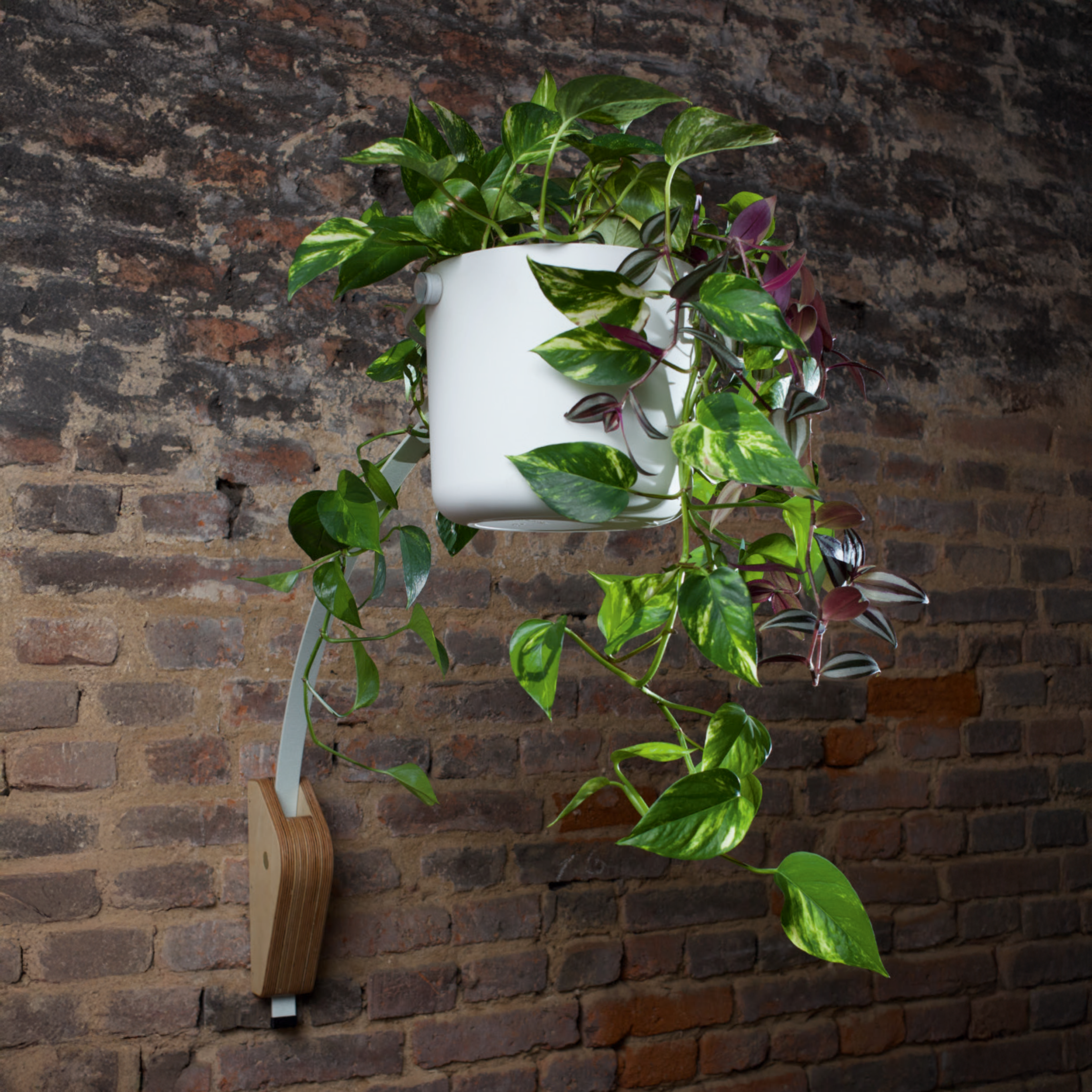 Eine hängende Efeutute in weißem Top - clever mit BLOOMAER one an der Wand befestigt, mit grünem Laub und lila Varianten, vor einer Ziegelwand.