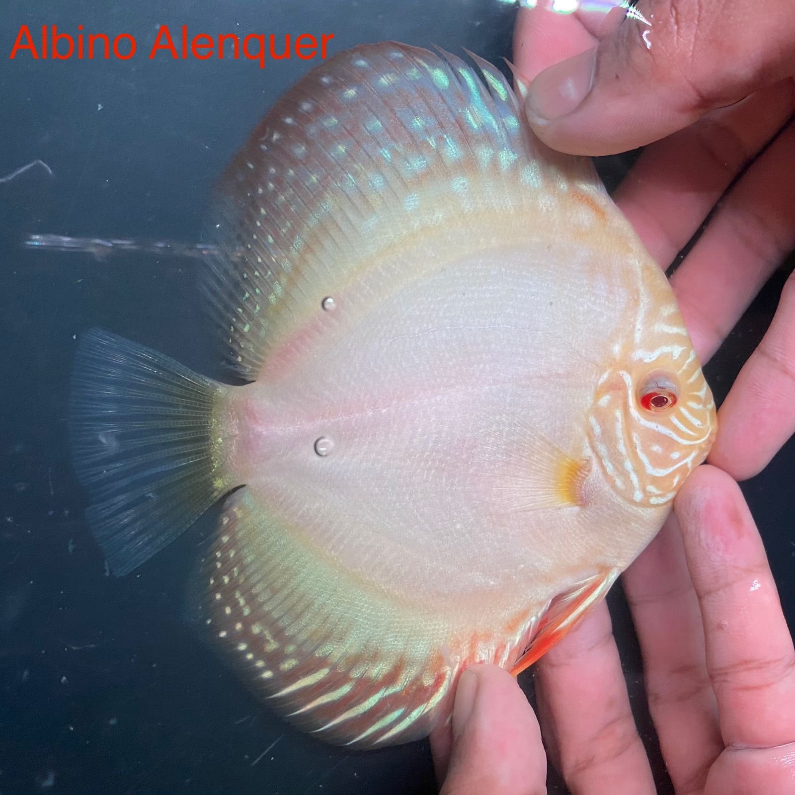 A discus fish being held by a person's hand, with distinctive orange, white, and yellow markings and a bright red eye.