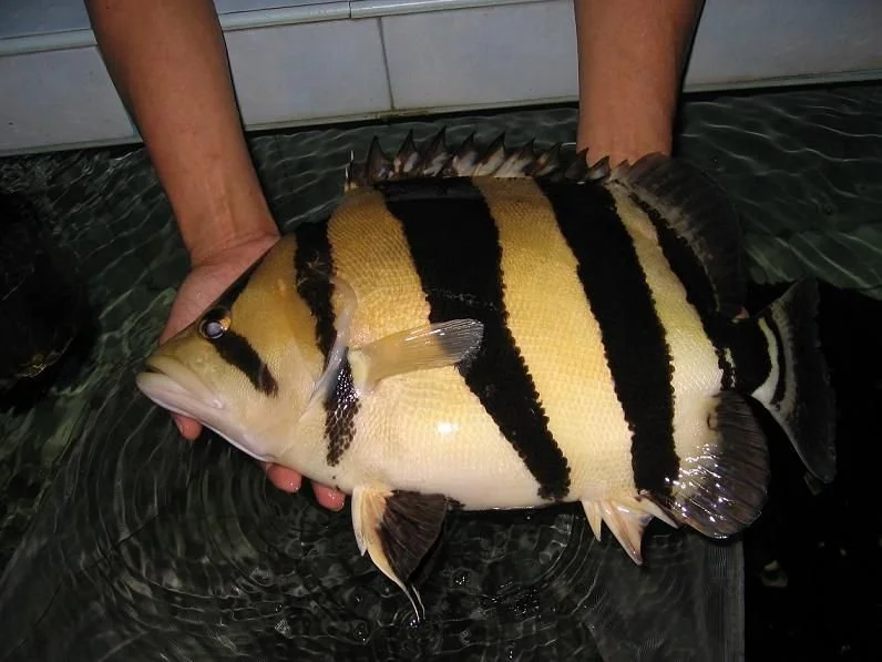 Person holding a large yellow and black striped fish over a water surface.