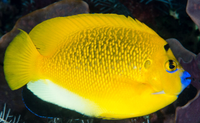 A brightly colored yellow and black fish swimming underwater near coral.
