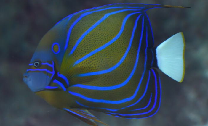  Blue-ring angelfish