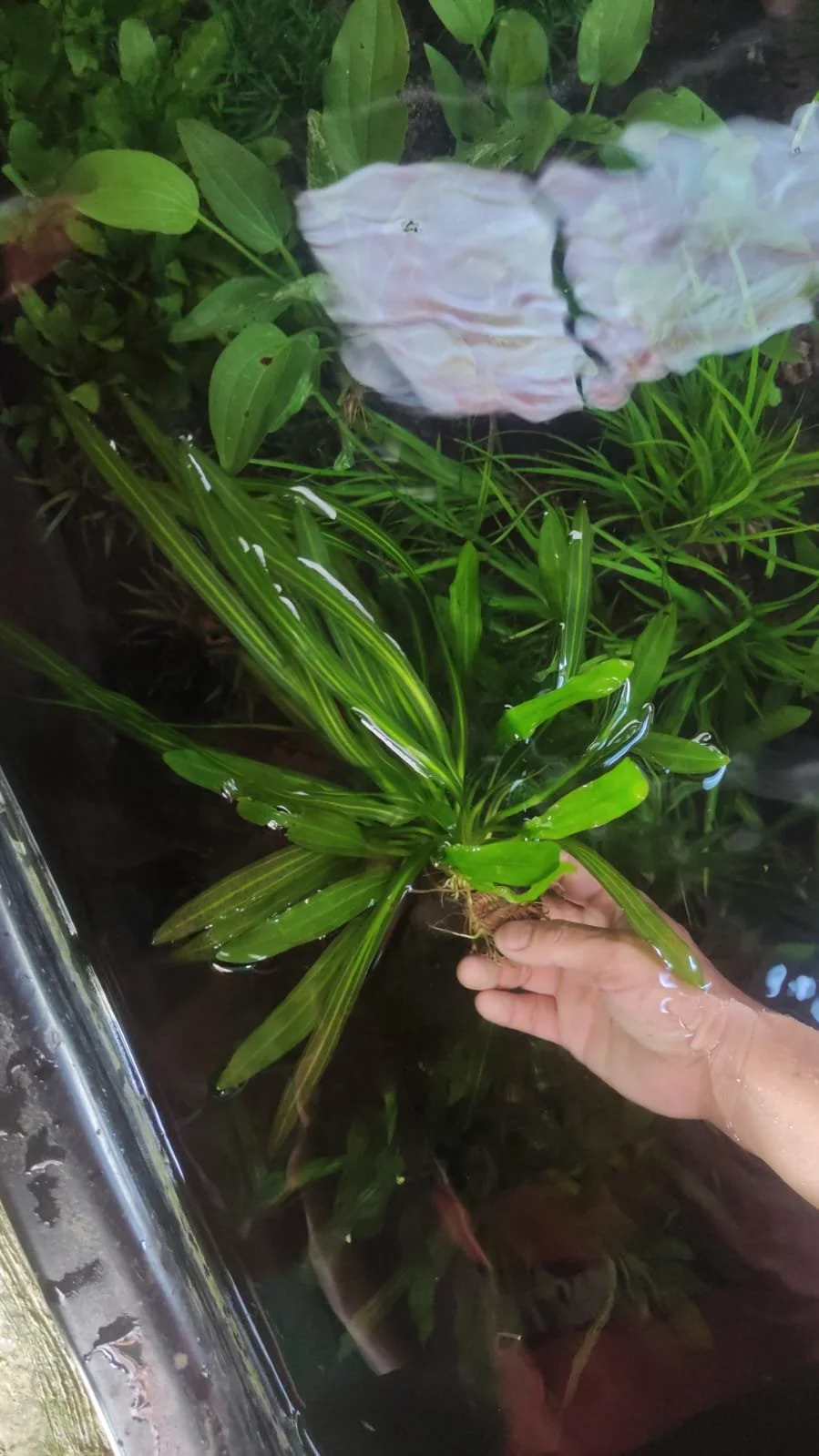 Hand holding a green leafy plant in water with other plants and water reflections visible.