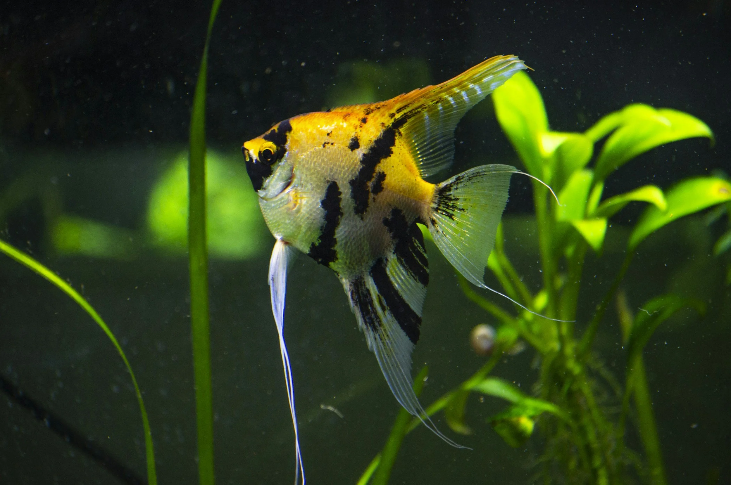 Colorful fish with yellow and black markings swimming among green aquatic plants.