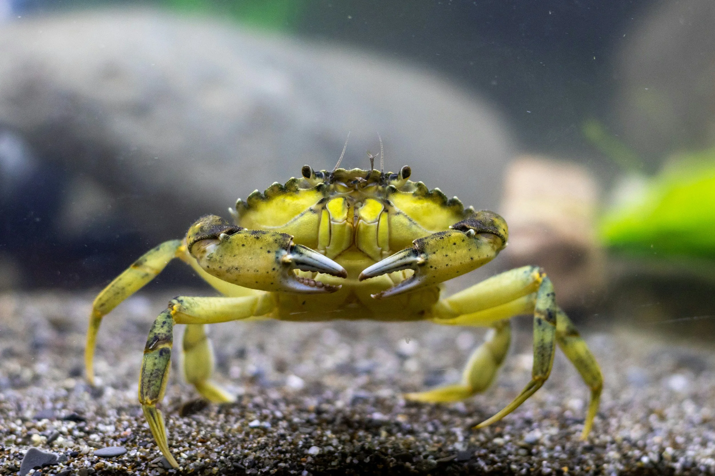 A close-up of a yellow crab with black spots on a sandy surface, with a small shrimp on its back.