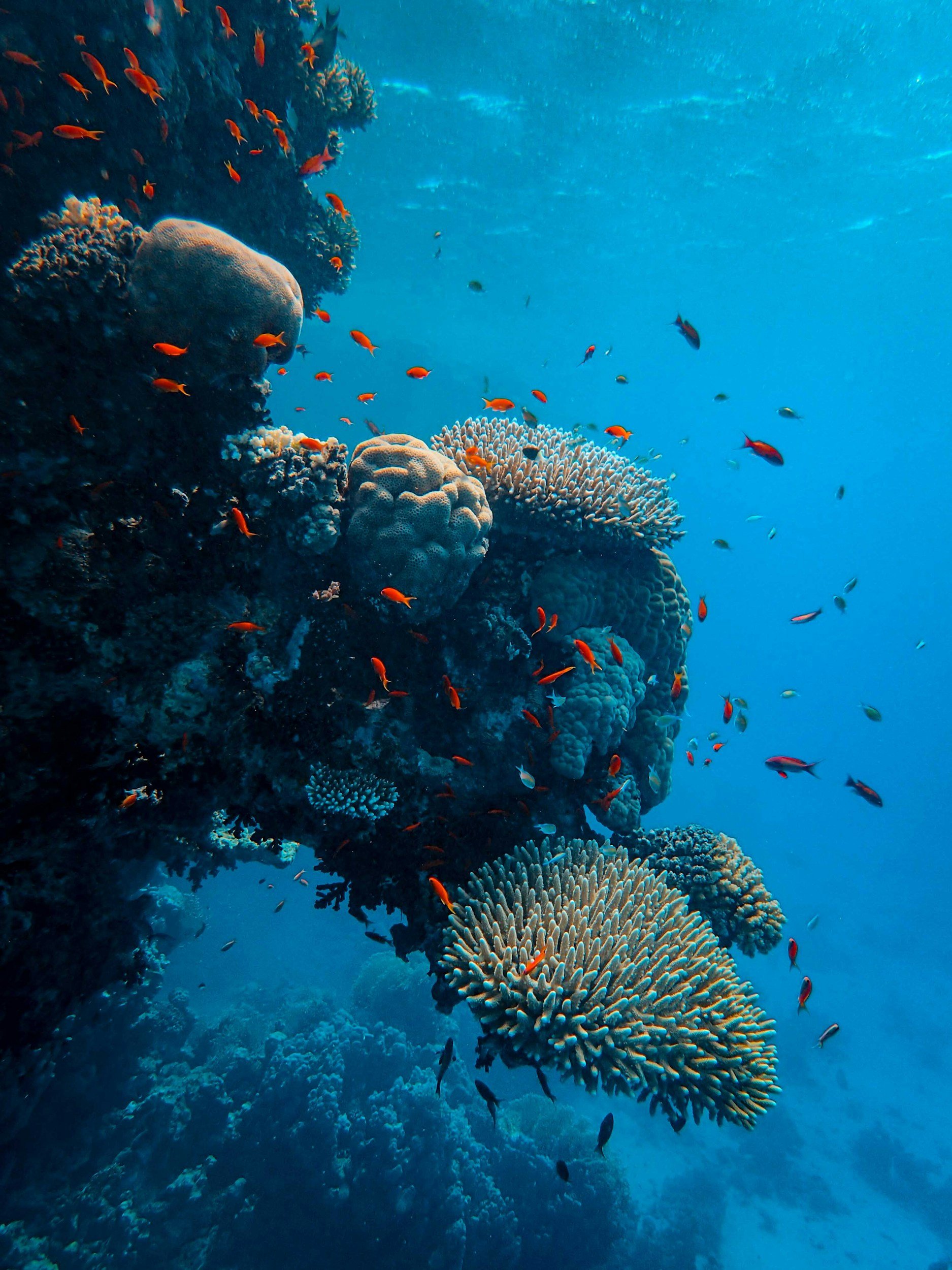 Underwater coral reef with various colorful fish swimming around.