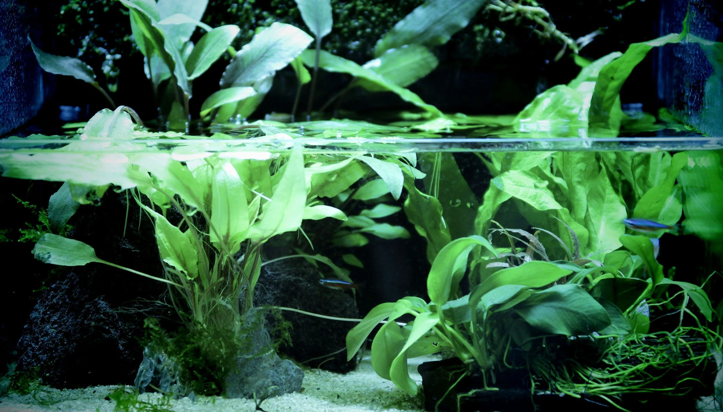 Aquarium with green aquatic plants, rocks, and small fish.
