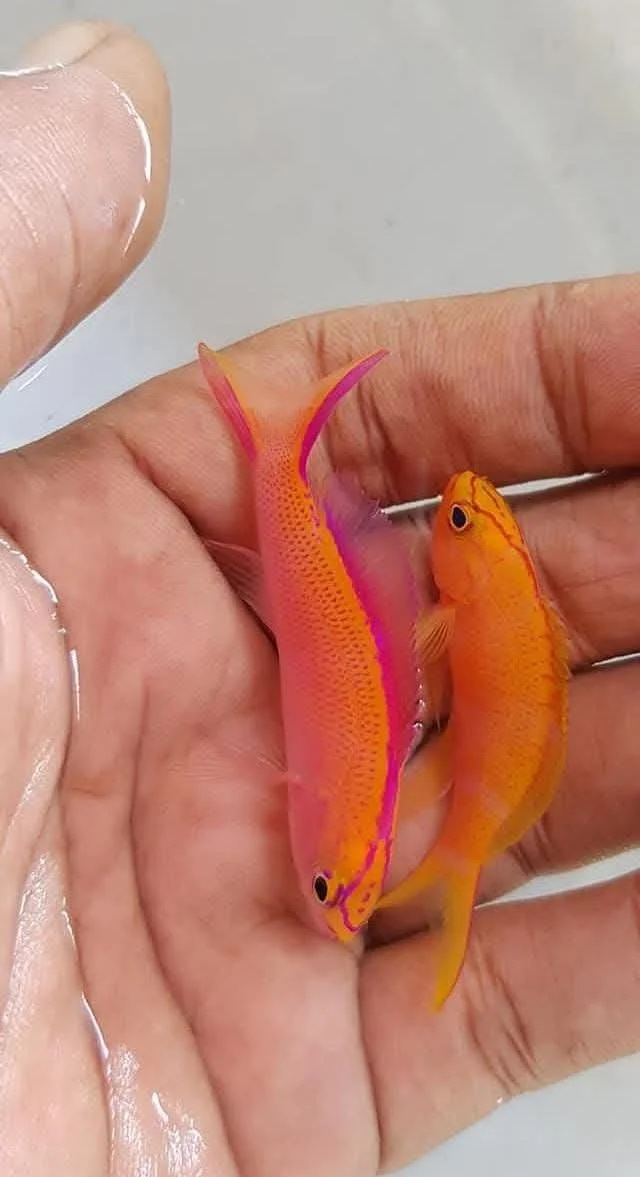 Bartlett's Anthias 