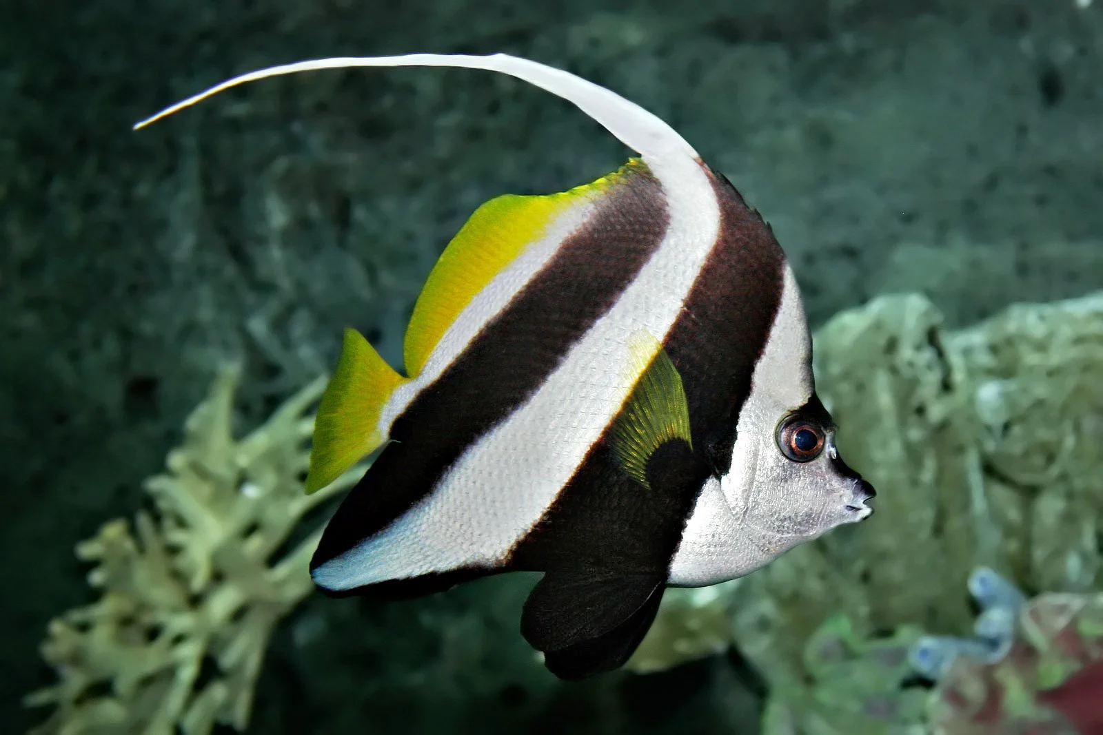 A fish with a silver body featuring black and white stripes and yellow accents, swimming near coral underwater.