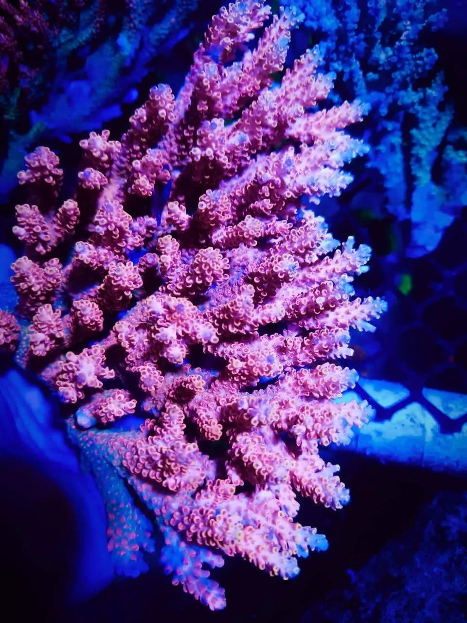 Colorful coral with pink and purple hues under blue lighting, likely at an aquarium or coral reef.