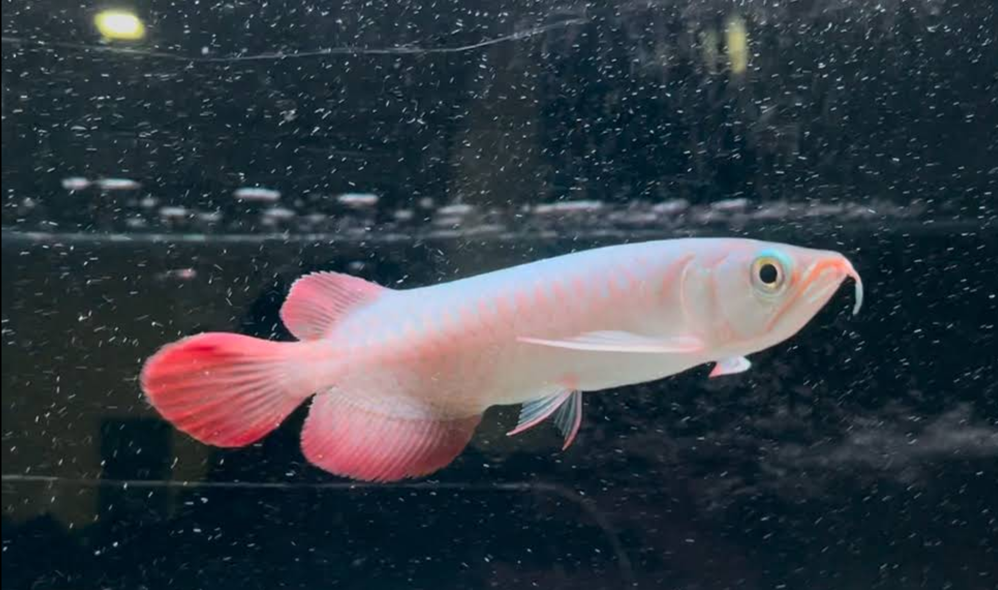 super red arowana juvenile