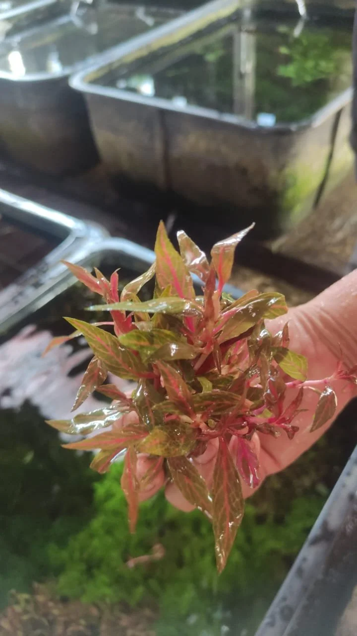Person holding a small green and pink-leafed plant near garden containers with water and greenery in the background.