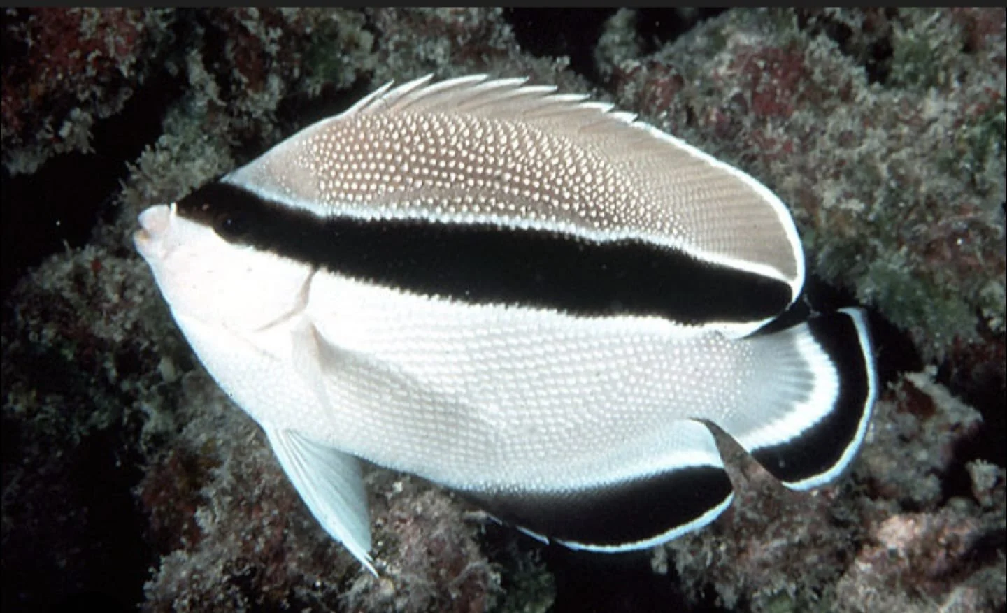  Bandit Angelfish