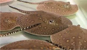 Several brown, spotted flat fish, likely stingrays or skates, on a white surface.