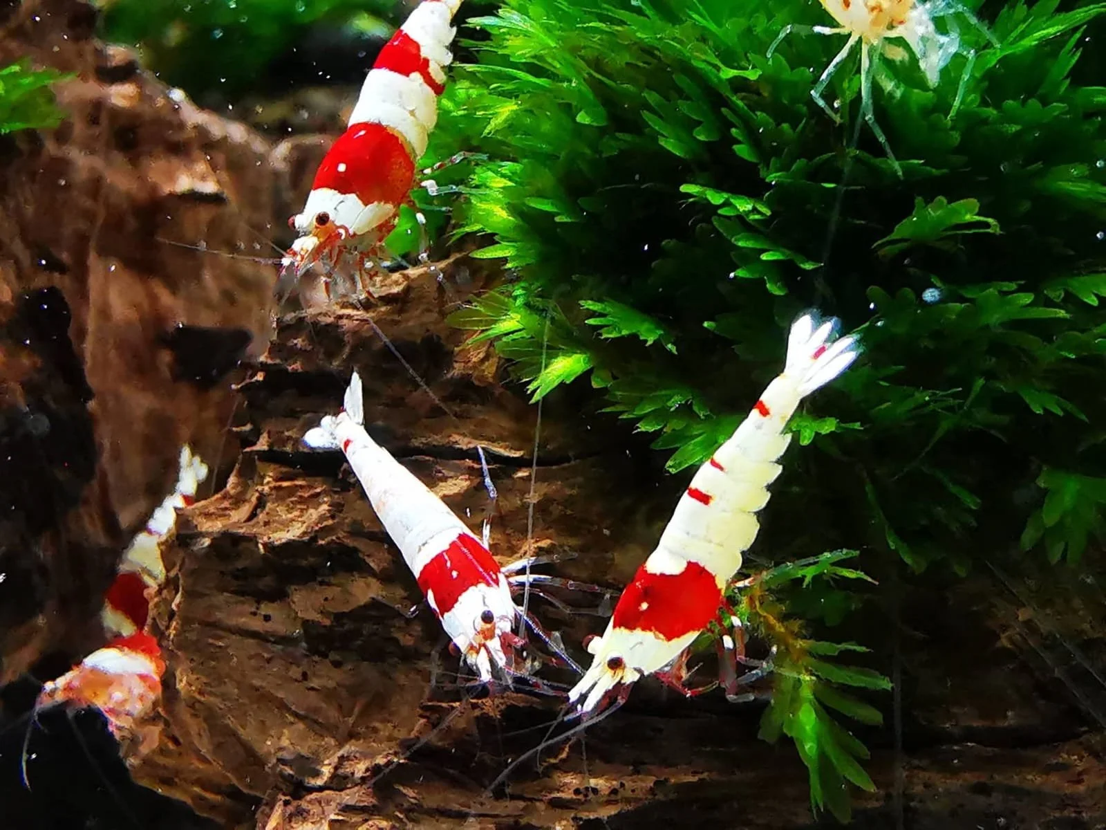 Crystal Red Shrimp