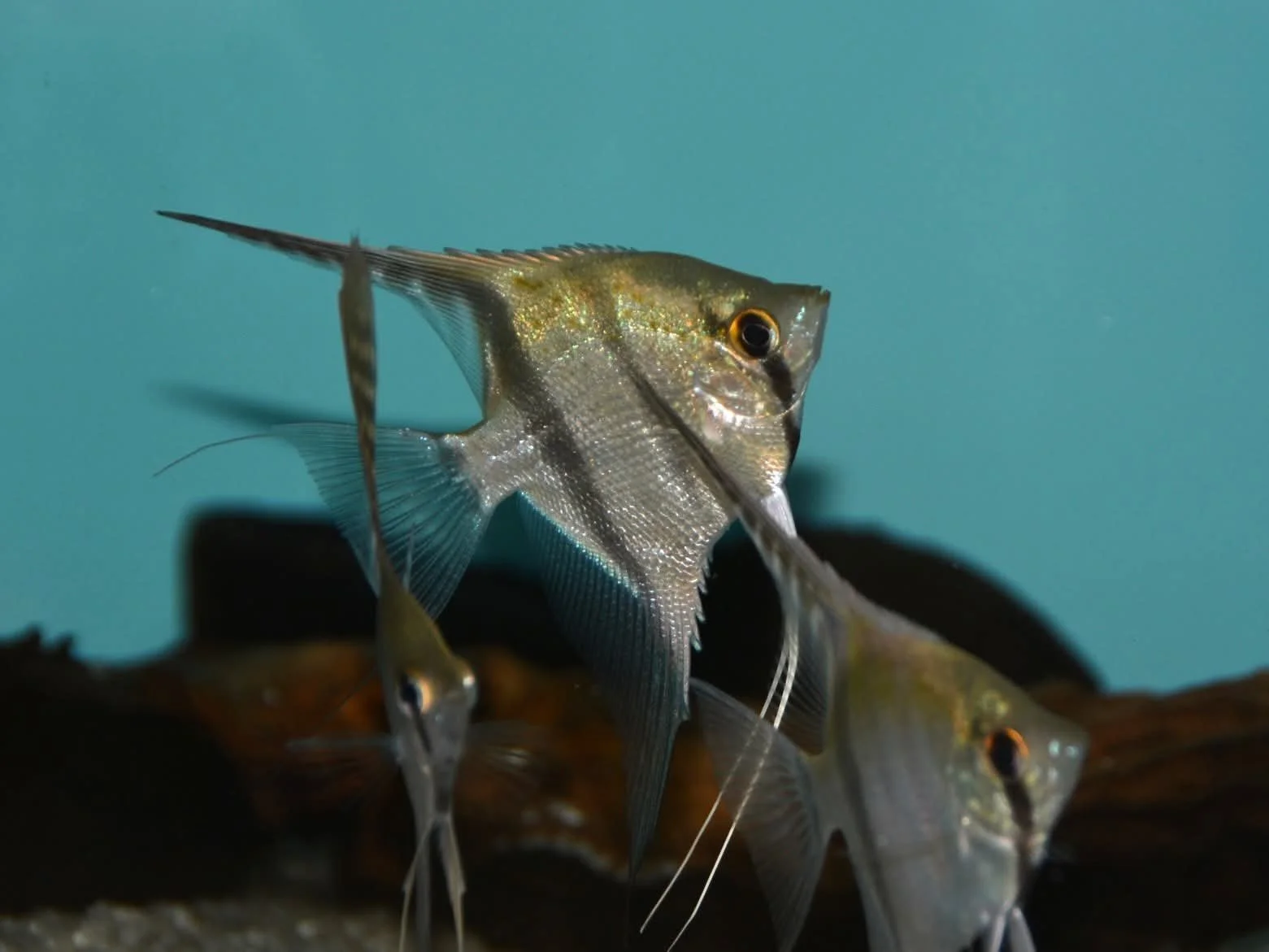 Several angelfish swimming in an aquarium with a dark background and teal wall.