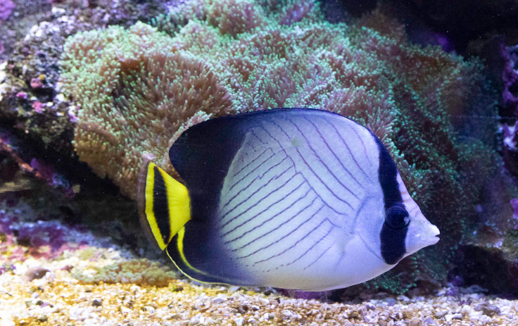  Indian Vagabond Butterflyfish