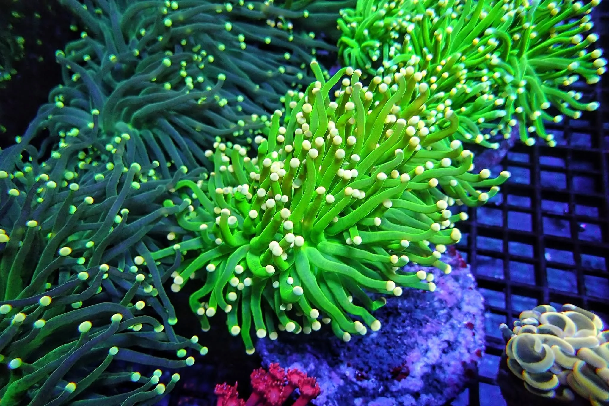 Green Torch Coral