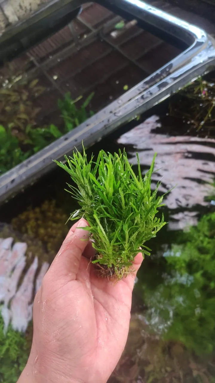 A hand holding a small green plant near a water feature, with a reflective surface in the background.