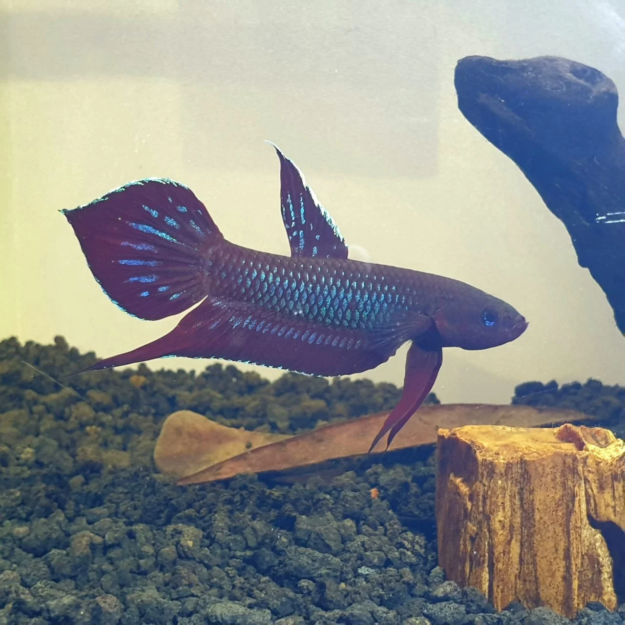 Colorful fish swimming in an aquarium with rocks and a piece of wood