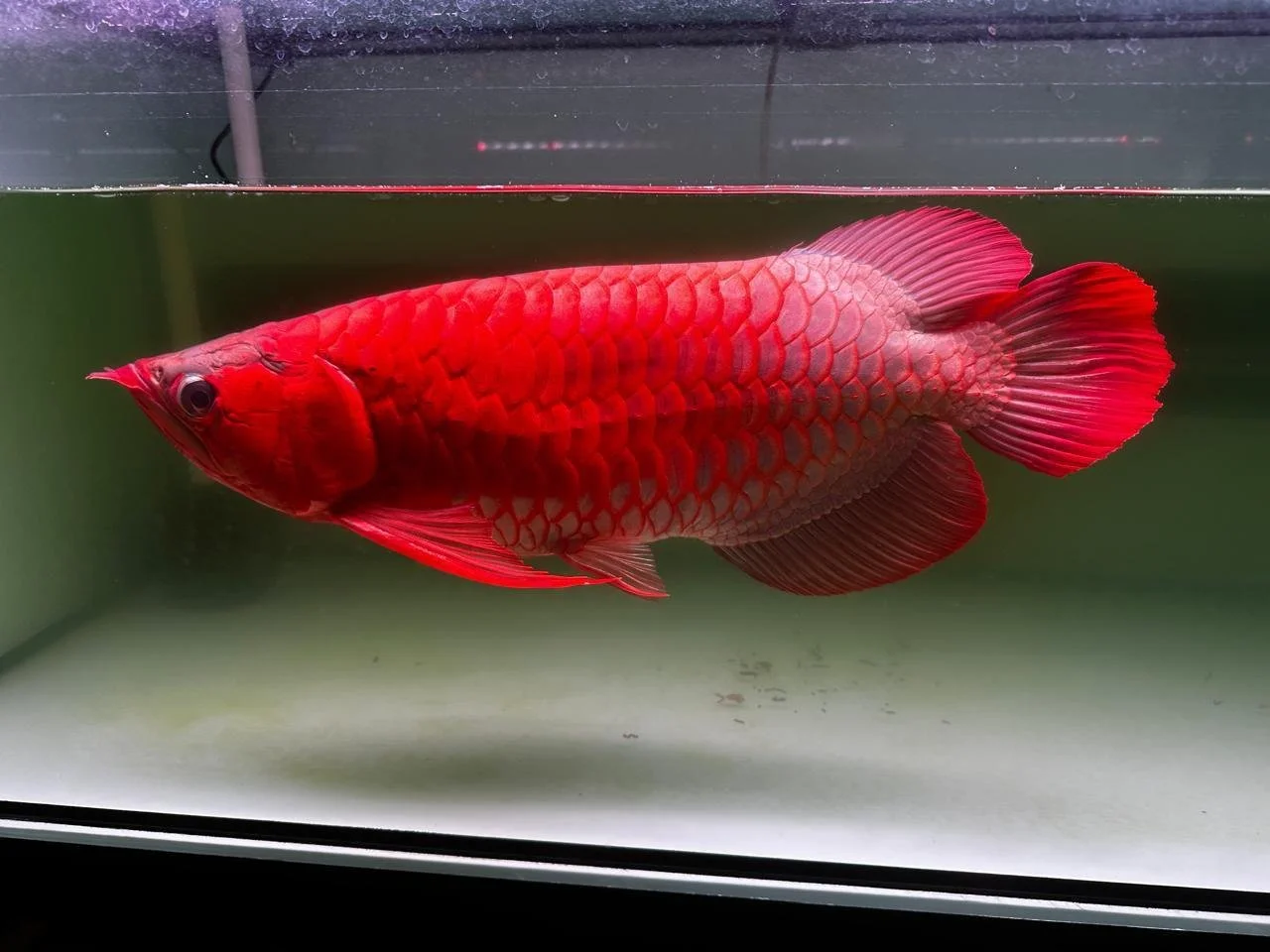 Super Red Arowana