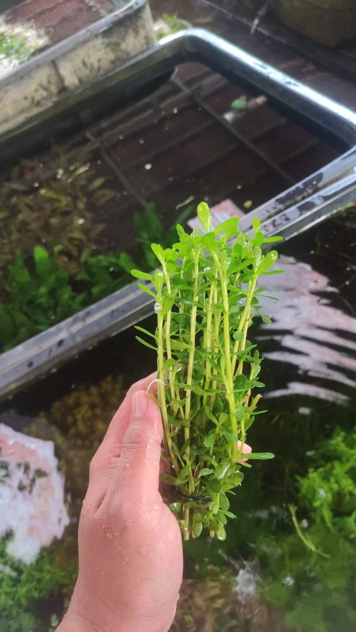 Hand holding fresh watercress with water reflection and garden background.
