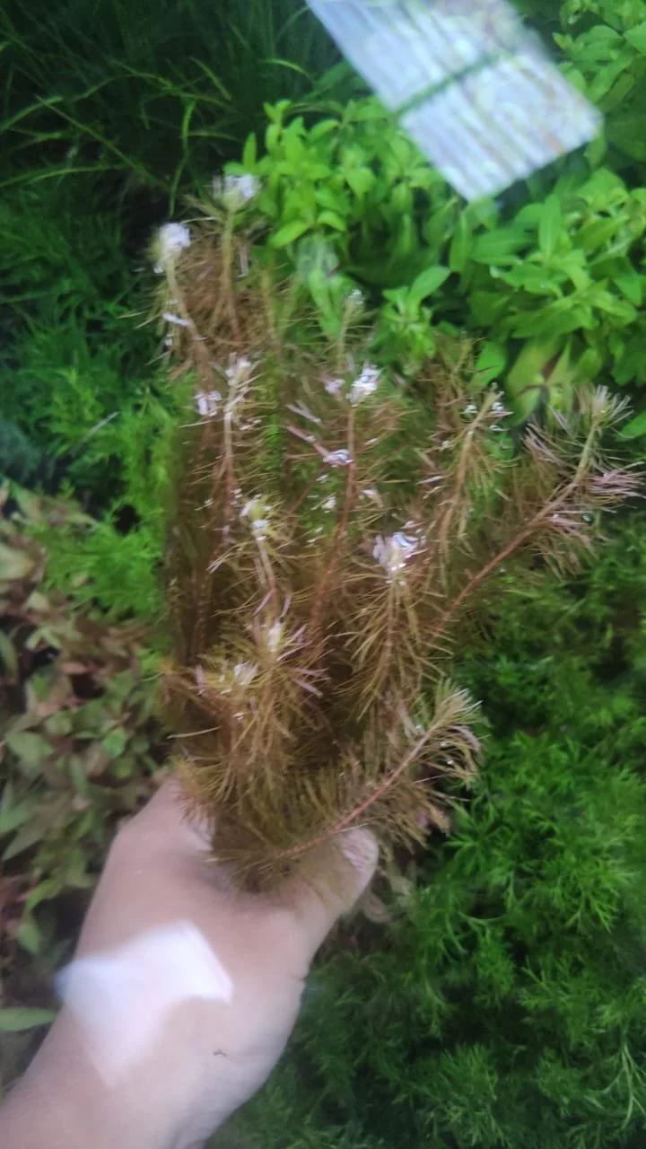 Rotala wallichii