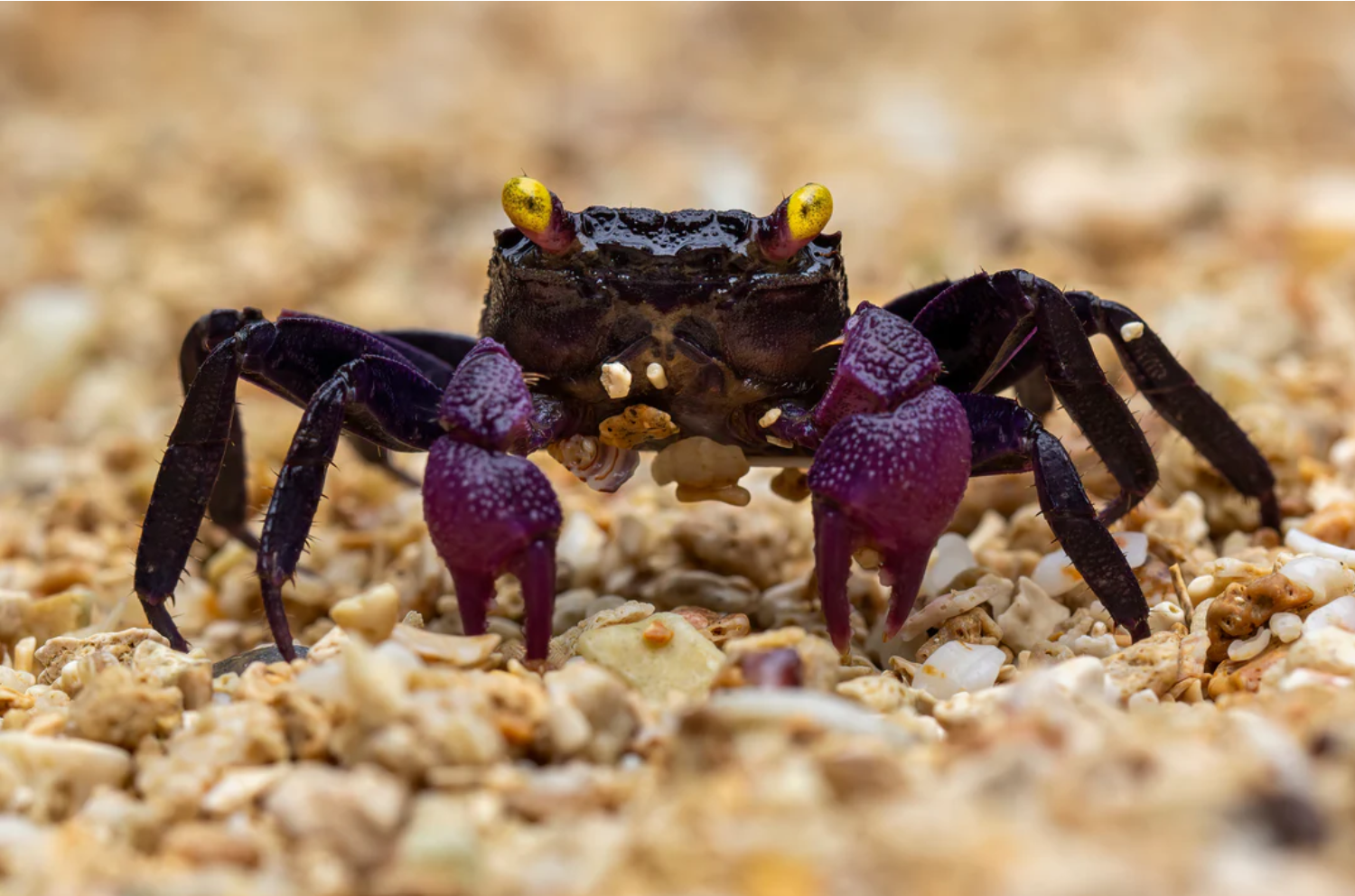 A close-up of a crab with dark body and purple claws on a sandy surface, with yellow eyes.