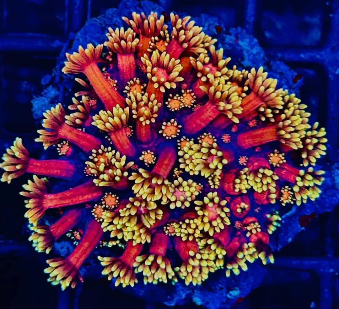 Close-up of colorful coral with bright yellow and red polyps on a blue background.