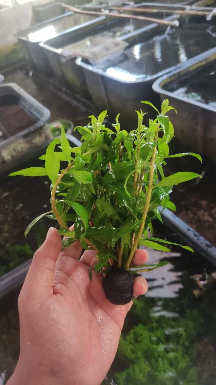 Hand holding a small potted plant with green leaves in front of hydroponic tanks.