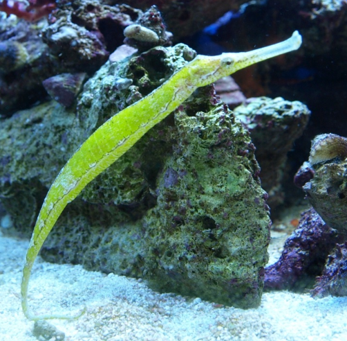 A yellow seahorse resting on a rock underwater