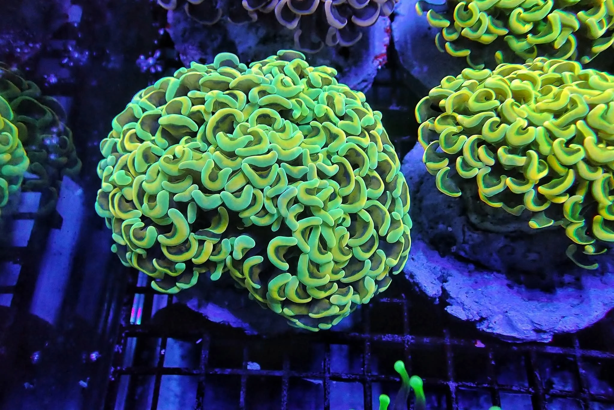 Underwater coral with neon green and yellow colors under blue lighting.