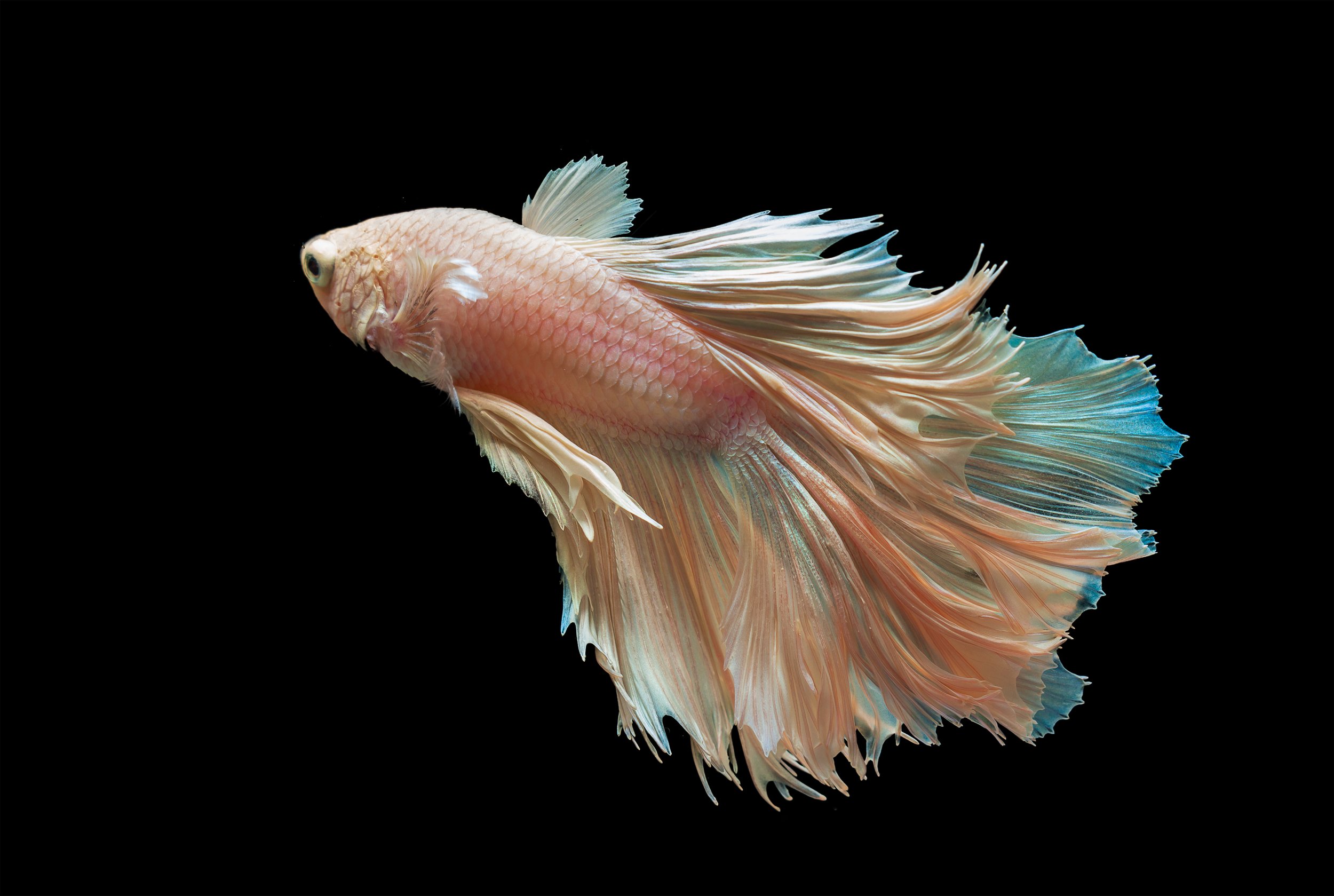 Pastel-colored betta fish 