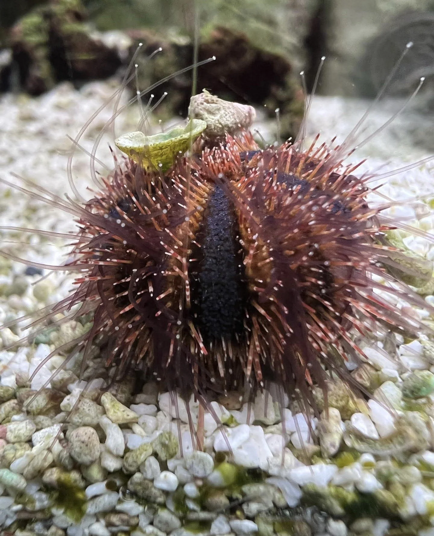 Close-up of a sea urchin with brown and pink spines, on a rocky surface with small pebbles and shells.