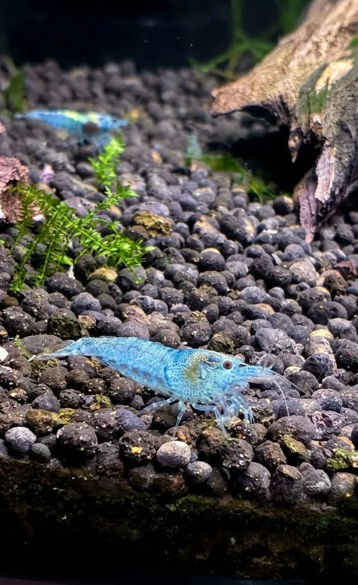 Blue freshwater shrimp on dark gravel with green plants and a piece of driftwood in background.